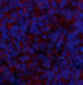 Immunofluorescence analysis of Rat spleen tissue using BMP2 Polyclonal Antibody at dilution of 1:200.