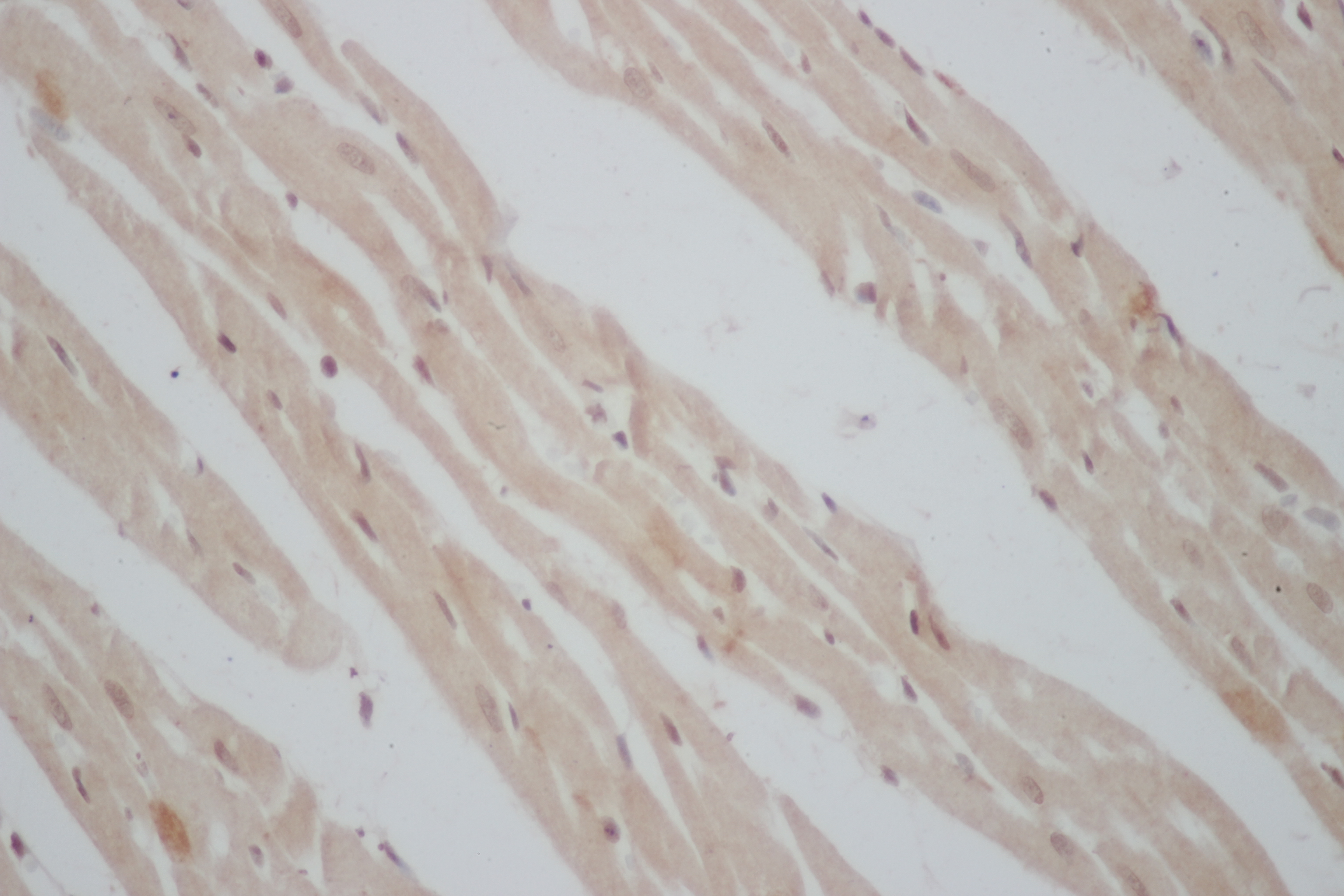 Immunohistochemistry of paraffin-embedded Mouse heart using ERG Polyclonal Antibody at dilution of 1:50
