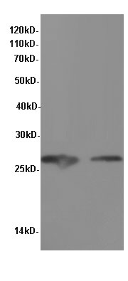Western Blot analysis of Hela and Raji cells using NGF Polyclonal Antibody at dilution of 1:600
