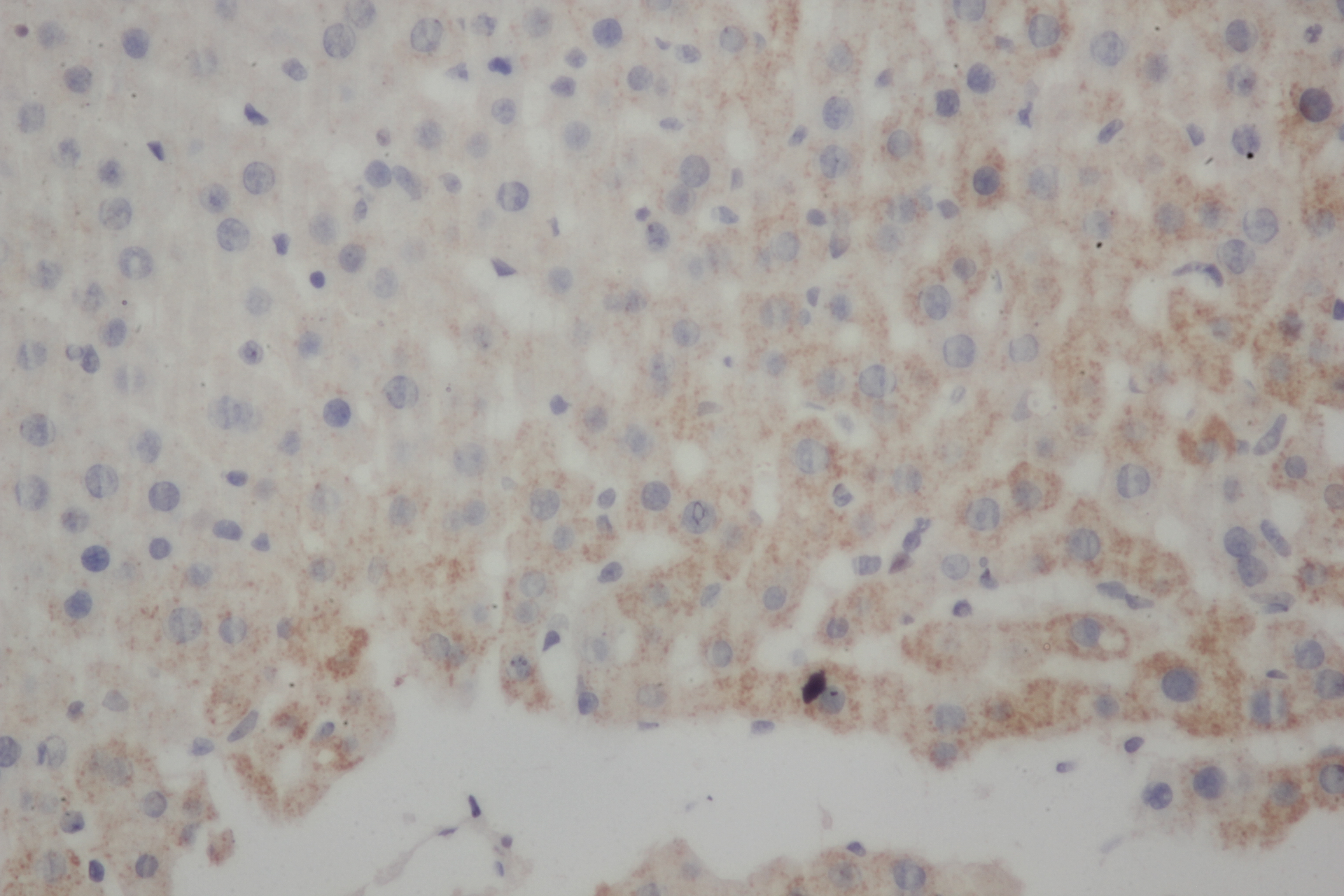 Immunohistochemistry of paraffin-embedded Mouse liver using FAS Polyclonal Antibody at dilution of 1:50
