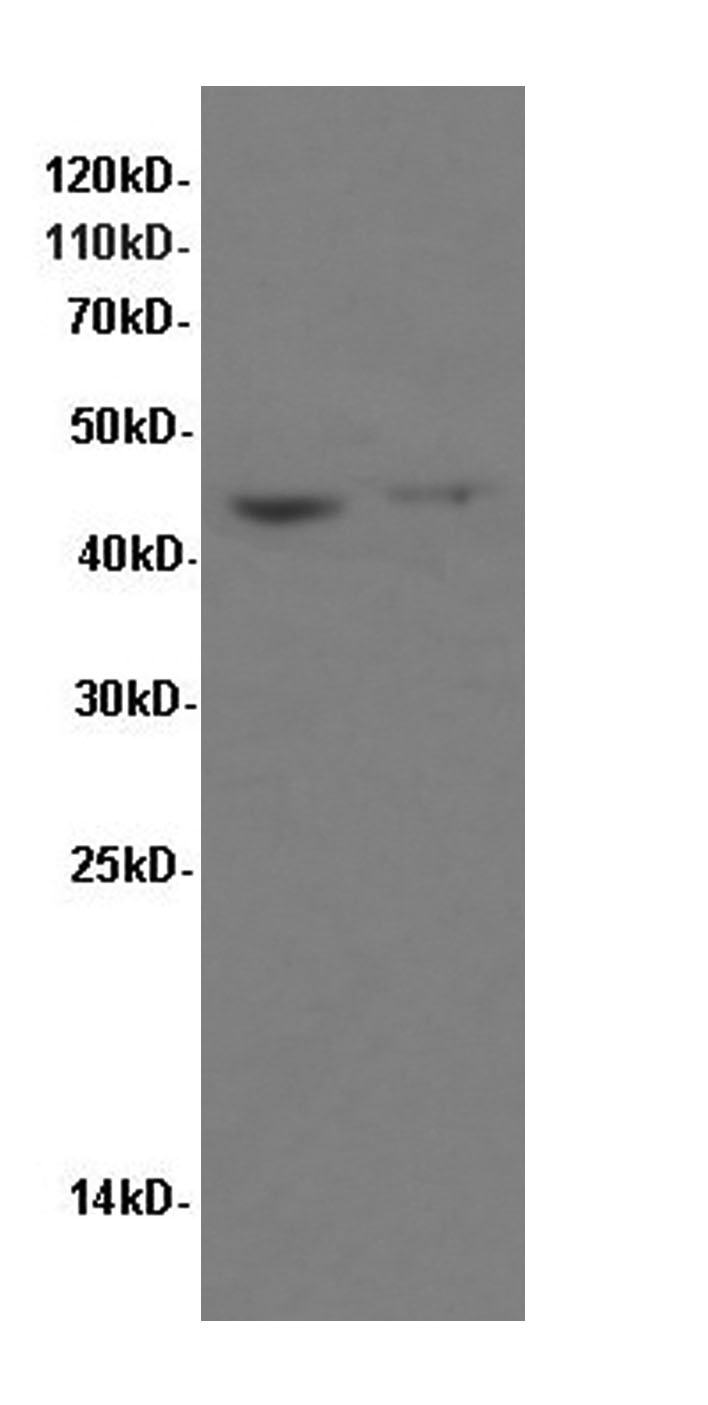 Western Blot analysis of Hela and Raji cells using FAS Polyclonal Antibody at dilution of 1:600