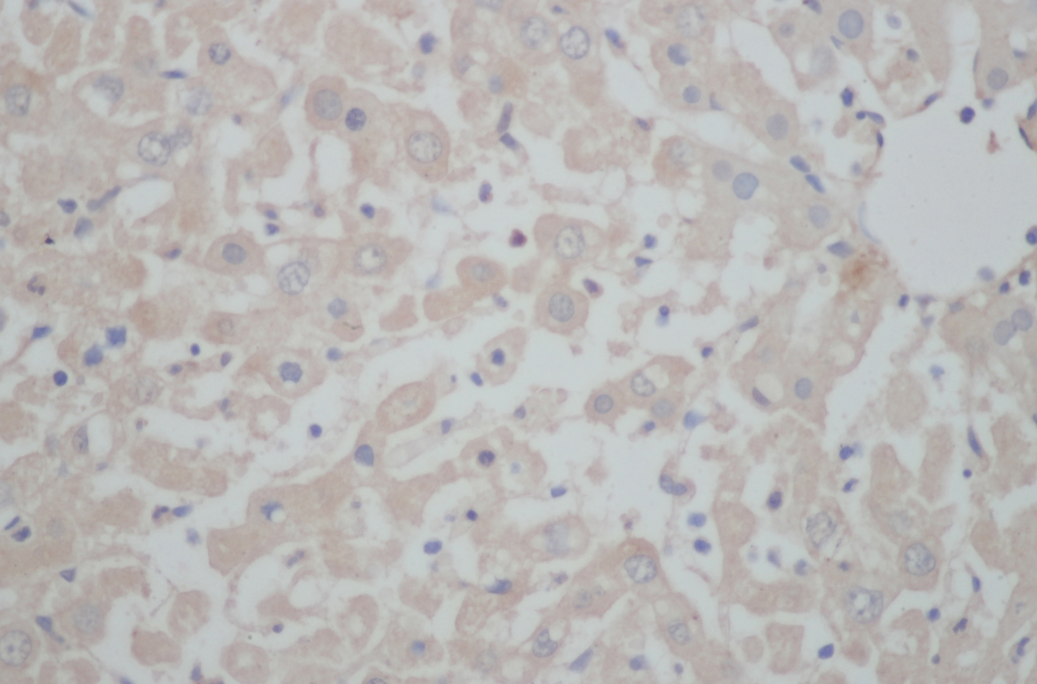 Immunohistochemistry of paraffin-embedded Mouse liver using BGLAP Polyclonal Antibody at dilution of 1:50.