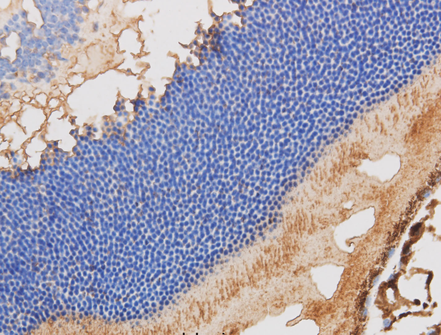 Immunohistochemistry of paraffin-embedded Mouse retina using RBP3 Polyclonal Antibody at dilution of 1:50