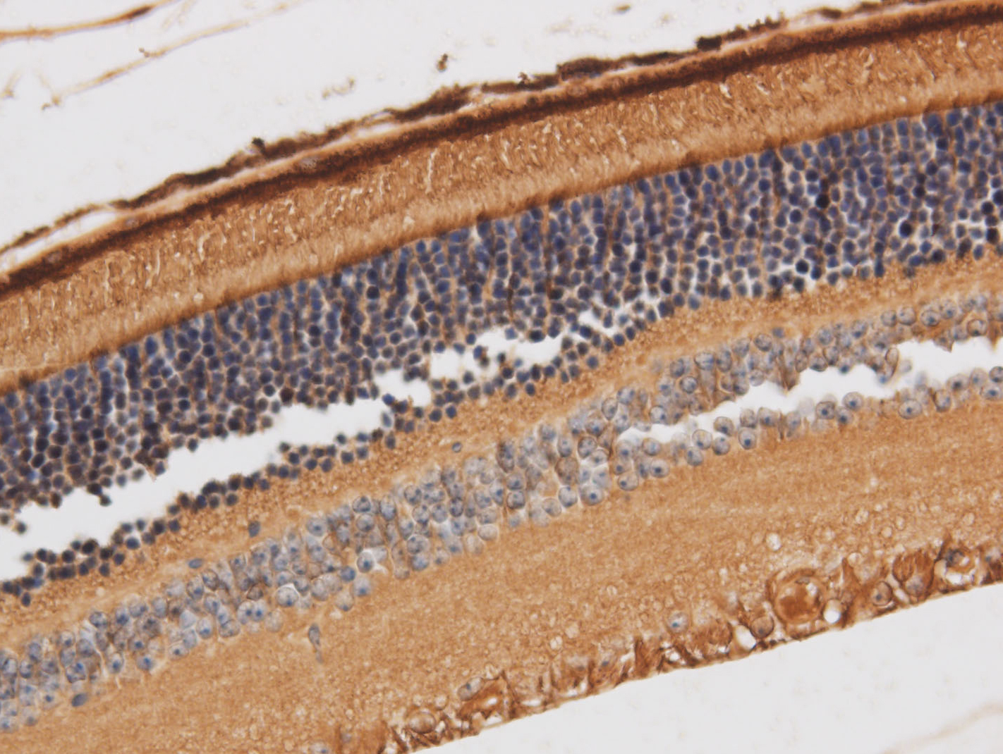 Immunohistochemistry of paraffin-embedded Rat retina using RBP3 Polyclonal Antibody at dilution of 1:50