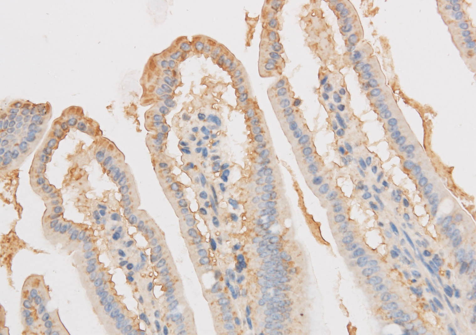Immunohistochemistry of paraffin-embedded Mouse intestines using VDAC1 Polyclonal Antibody at dilution of 1:50