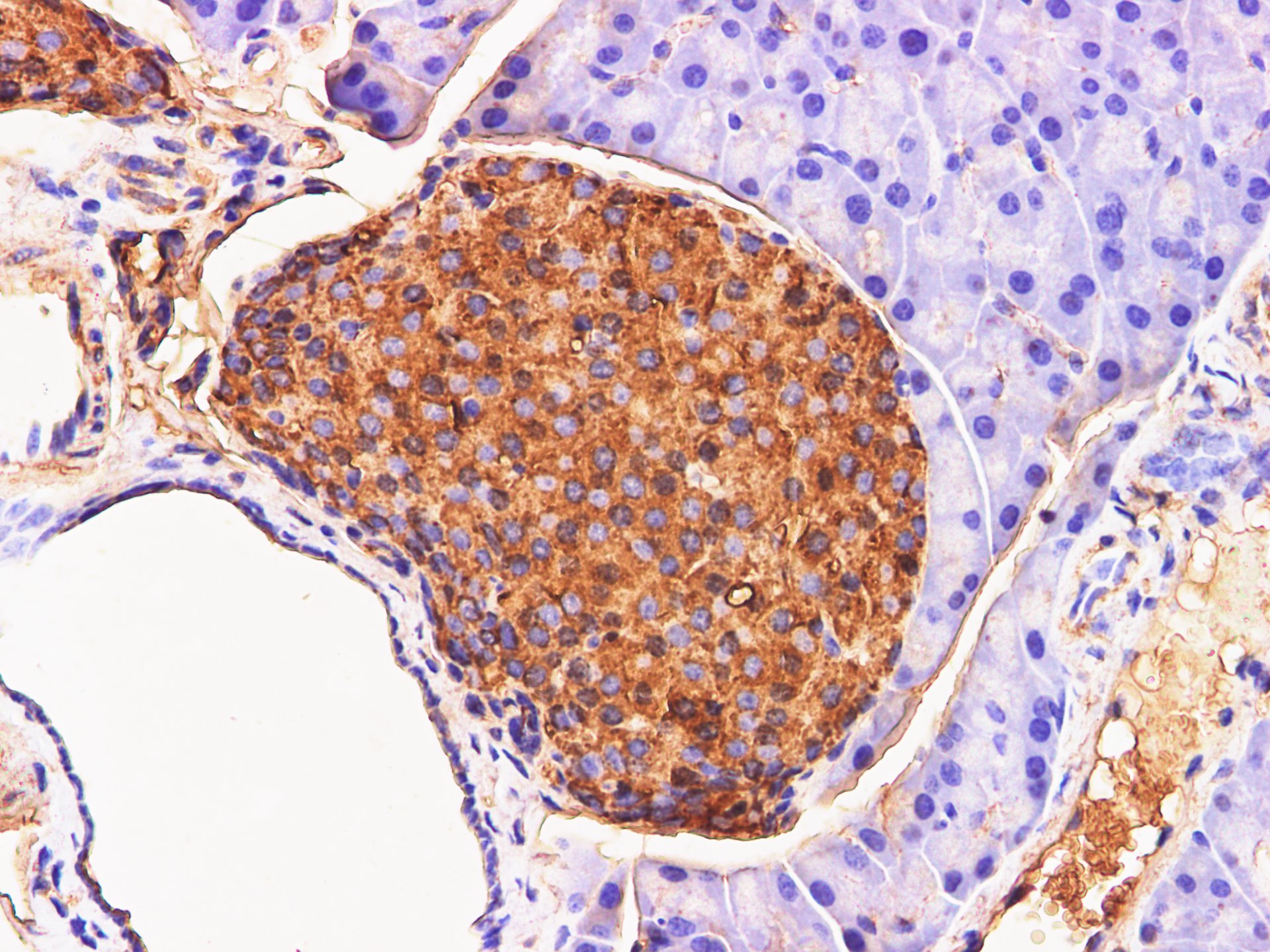 Immunohistochemistry of paraffin-embedded Mouse pancreas  using Chromogranin A Polyclonal Antibody at dilution of 1:200