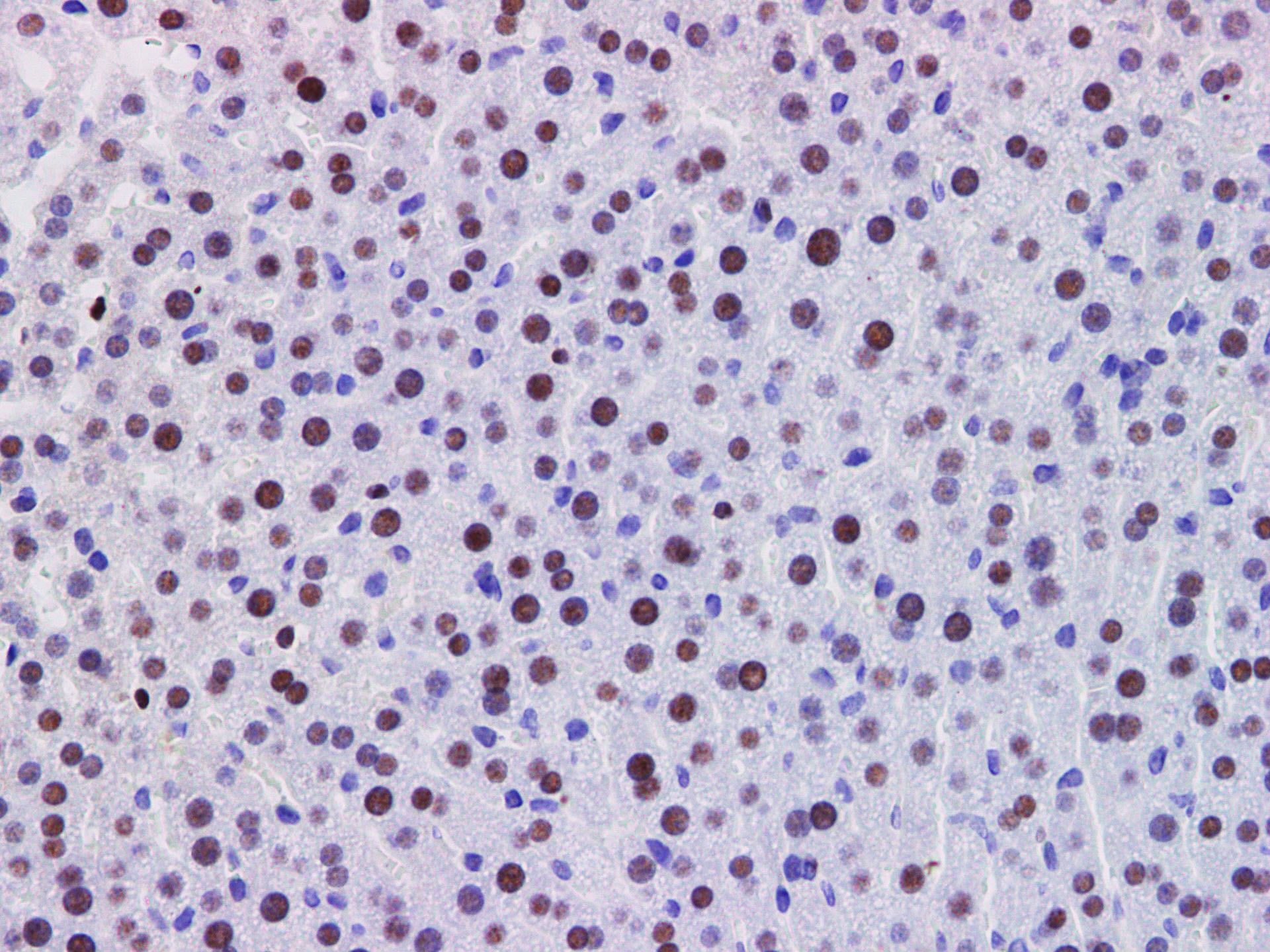 Immunohistochemistry of paraffin-embedded Mouse liver  using PDCD4 Polyclonal Antibody at dilution of 1:200