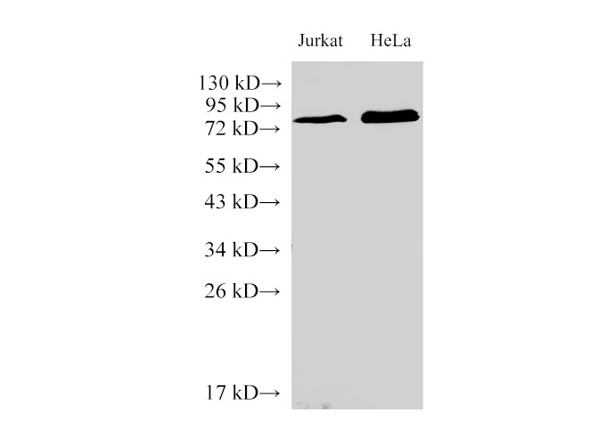Western Blot analysis of Jurkat and Hela Cells  using IL6R Polyclonal Antibody at dilution of 1:2000