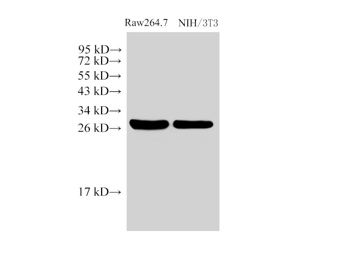 Western Blot analysis of 1)Raw264.7, 2)NIH/3T3 using LGALS3 Polycloanl Antibody at dilution of 1:1000