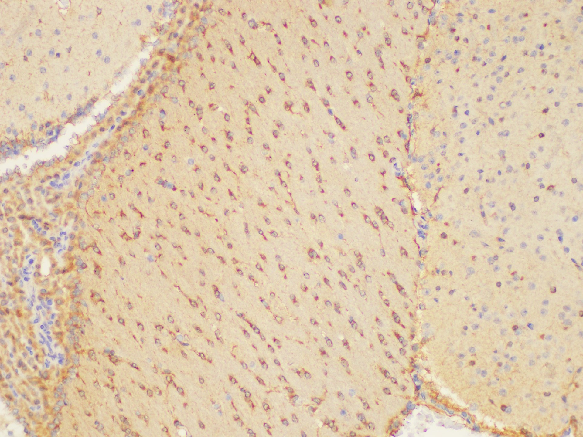 Immunohistochemistry of paraffin-embedded Mouse brain using PLAUR Ployclonal Antibody at dilution of 1:200.