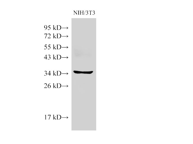 Western Blot analysis of NIH/3T3 cells using BMI1 Ployclonal Antibody at dilution of 1:500.