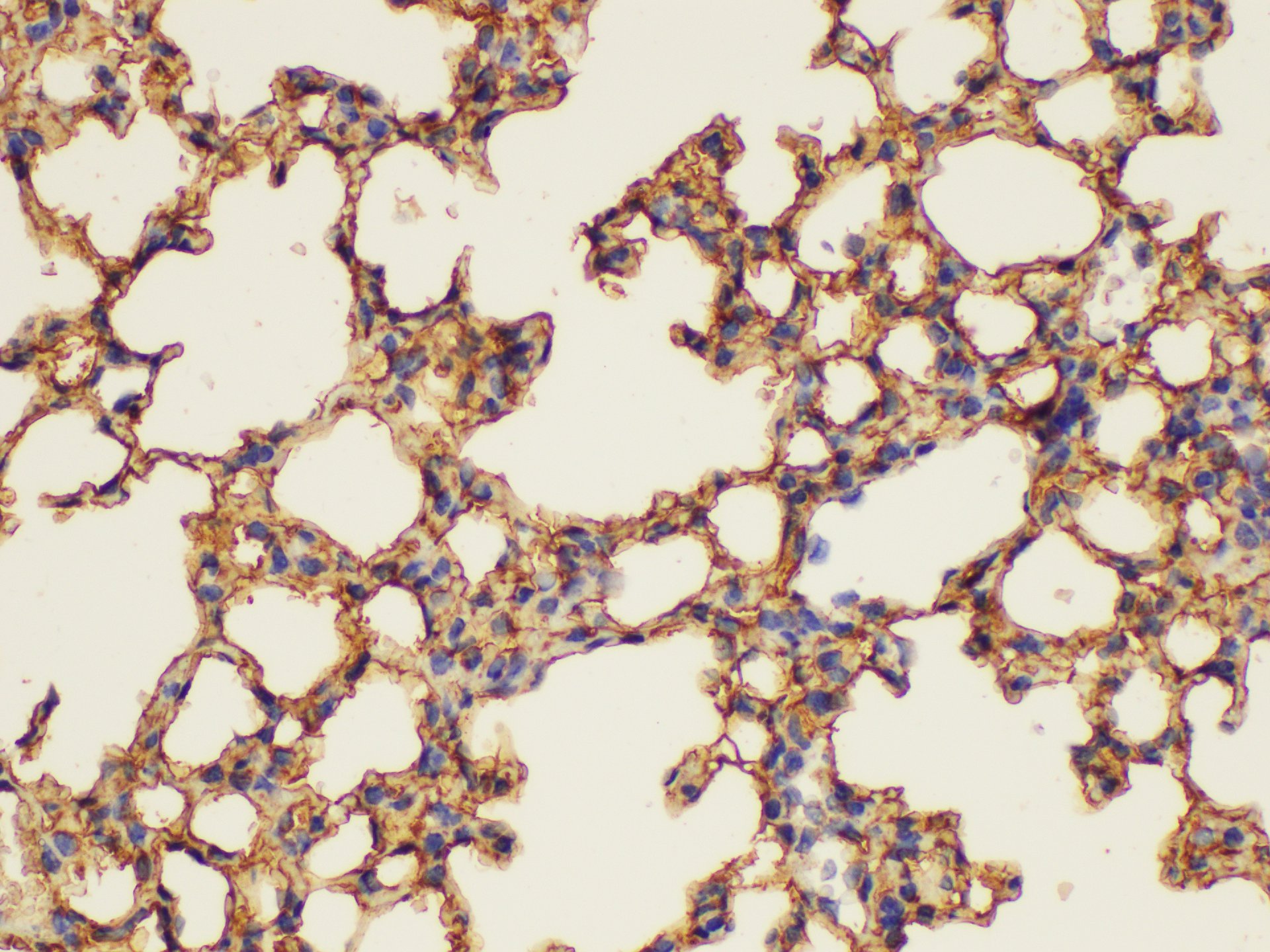 Immunohistochemistry of paraffin-embedded Mouse lung using ANXA5 Ployclonal Antibody at dilution of 1:100.