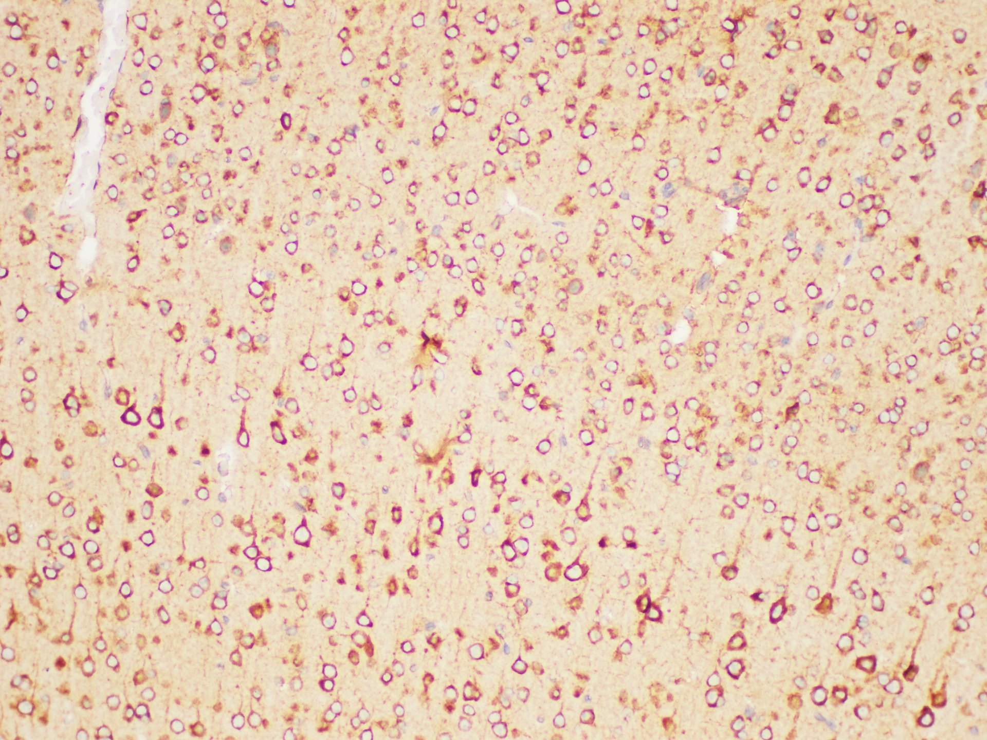 Immunohistochemistry of paraffin-embedded Mouse brain using FOLH1 Polycloanl Antibody at dilution of 1:200