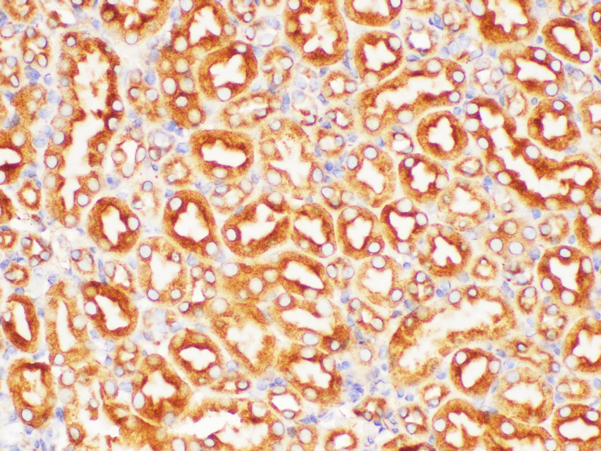 Immunohistochemistry of paraffin-embedded Mouse kidney using FOLH1 Polycloanl Antibody at dilution of 1:200