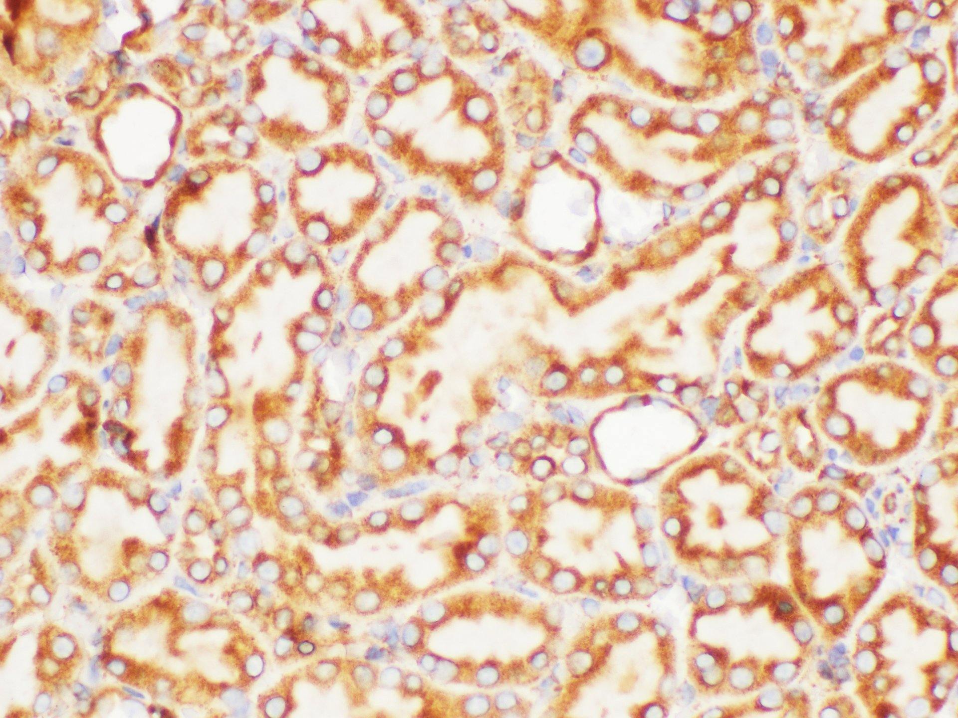 Immunohistochemistry of paraffin-embedded Rat kidney using FOLH1 Polycloanl Antibody at dilution of 1:200