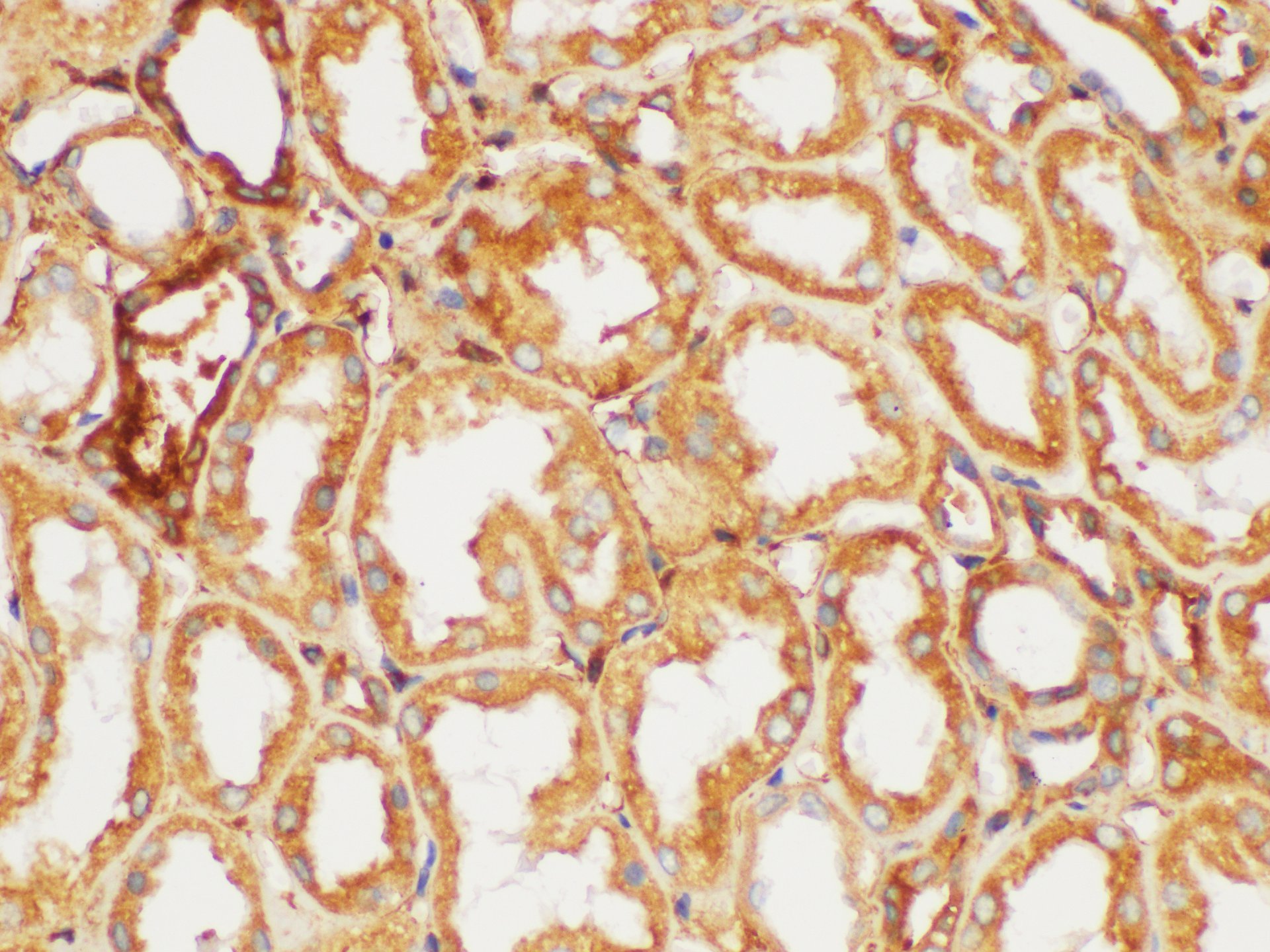 Immunohistochemistry of paraffin-embedded Human kidney using FGB Polycloanl Antibody at dilution of 1:200
