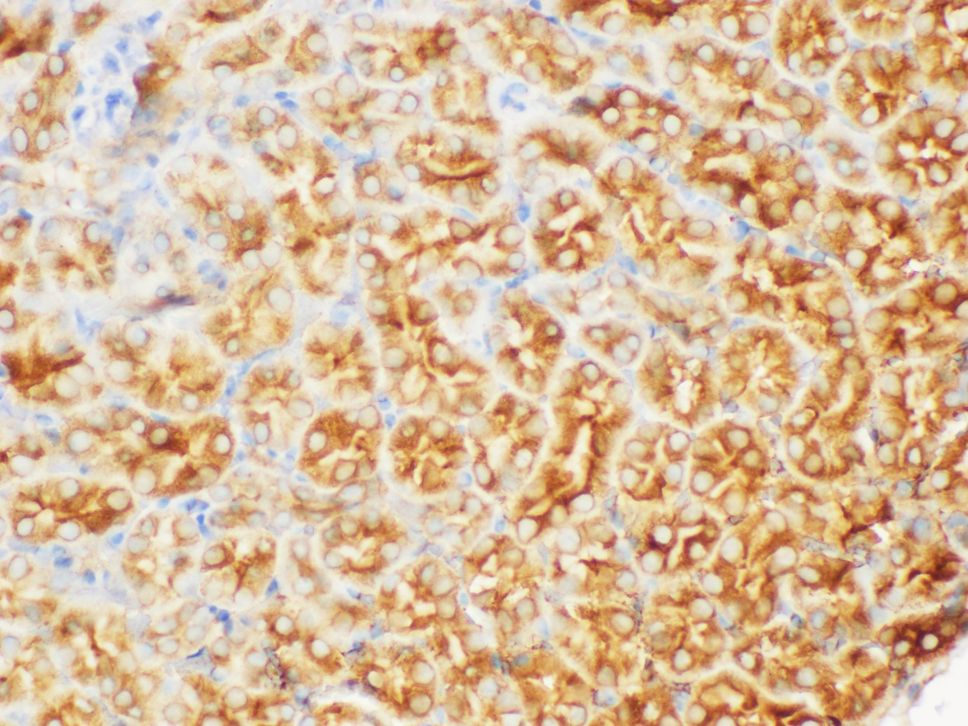 Immunohistochemistry of paraffin-embedded Mouse kidney using FGB Polycloanl Antibody at dilution of 1:200