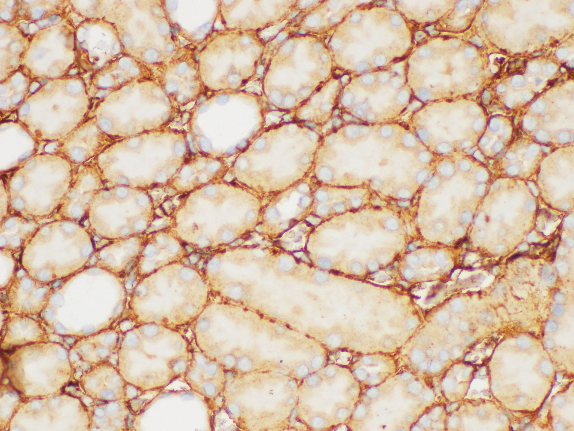 Immunohistochemistry of paraffin-embedded Rat kidney using FGB Polycloanl Antibody at dilution of 1:200