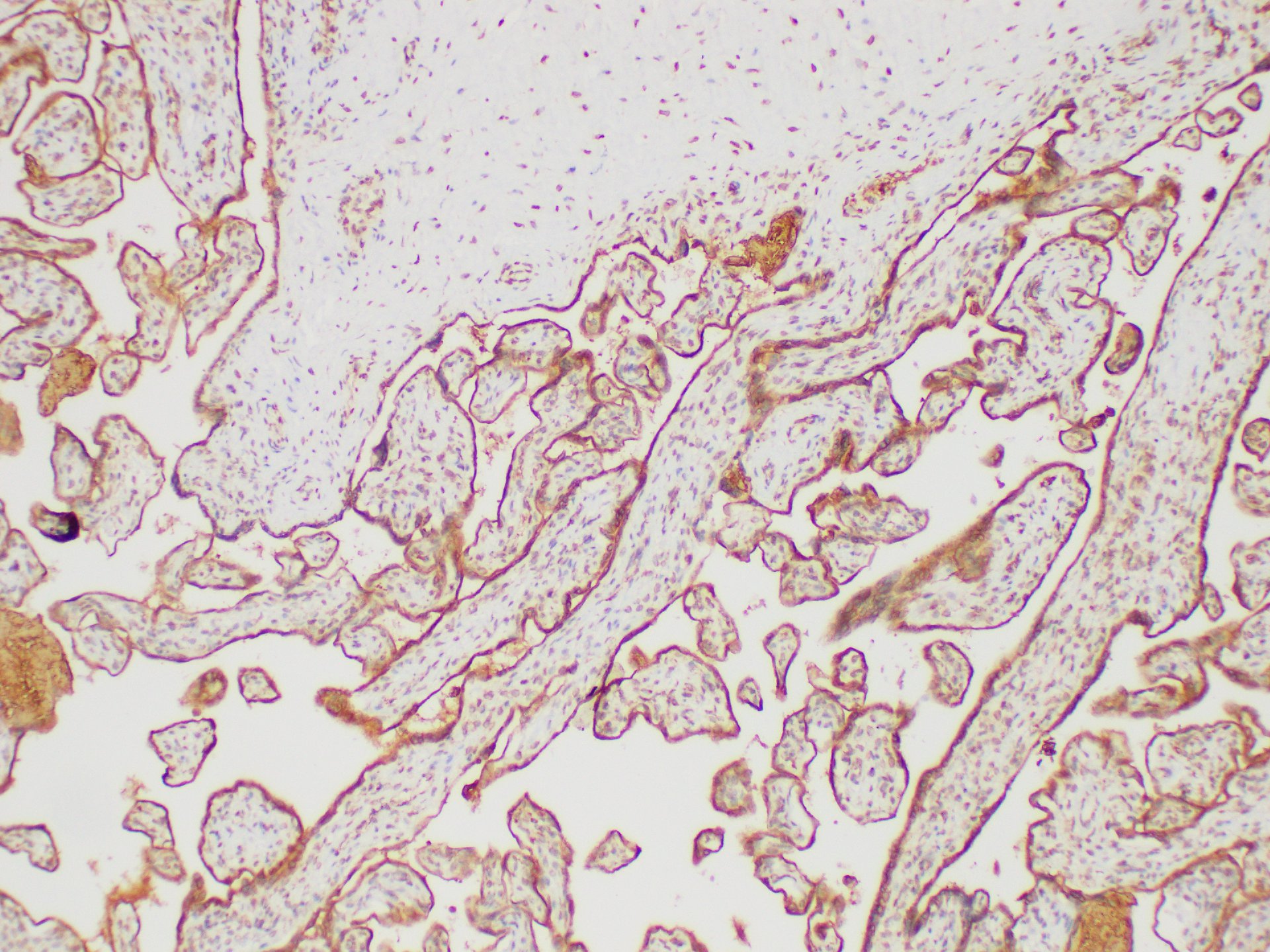 Immunohistochemistry of paraffin-embedded Human placenta using FGG Polycloanl Antibody at dilution of 1:200
