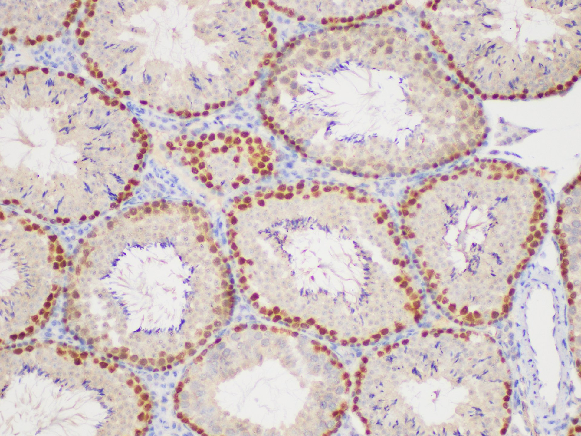 Immunohistochemistry of paraffin-embedded Mouse testis using PCNA Polycloanl Antibody at dilution of 1:50