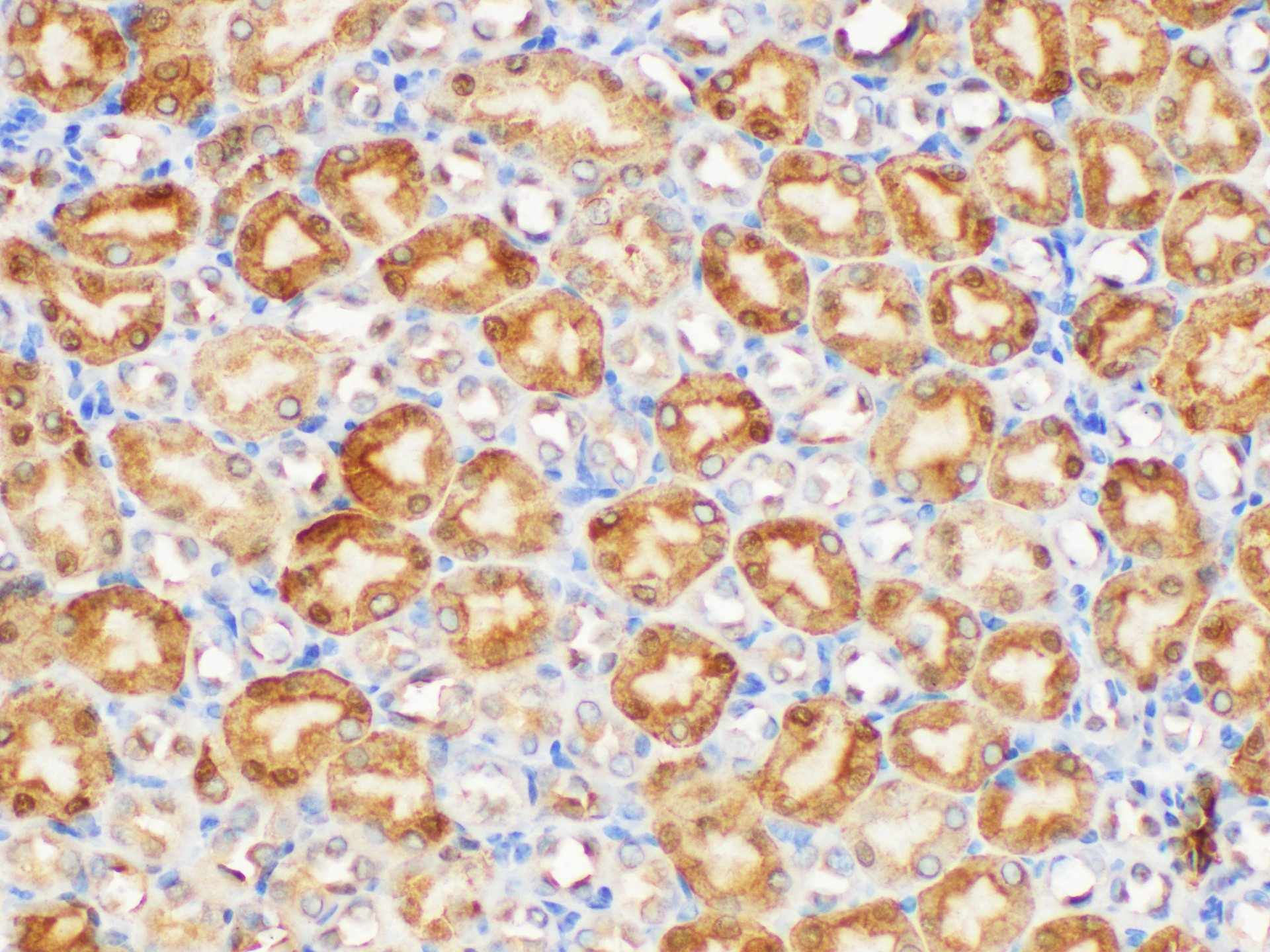 Immunohistochemistry of paraffin-embedded Mouse kidney using GSTP1 Polycloanl Antibody at dilution of 1:100