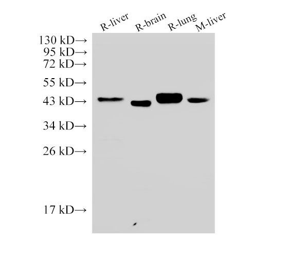 Western Blot analysis of 1)Rat liver, 2)Rat brain, 3)Rat lung, 4)Mouse liver using CD38 Polyclonal Antibody at dilution of 1:500