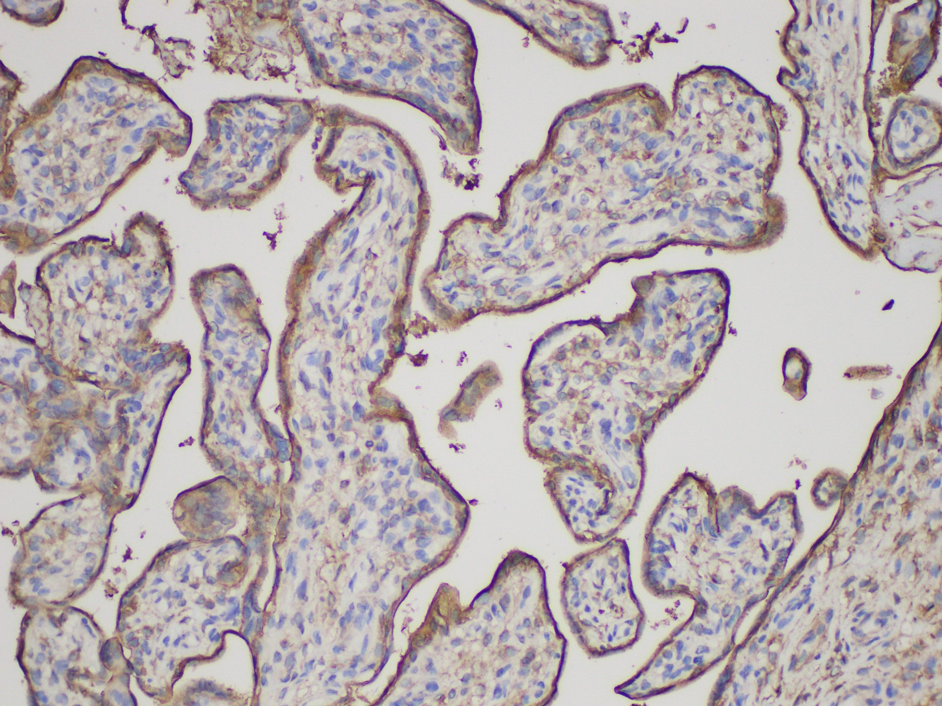 Immunohistochemistry of paraffin-embedded Human placenta using ANXA5 Polycloanl Antibody at dilution of 1:150