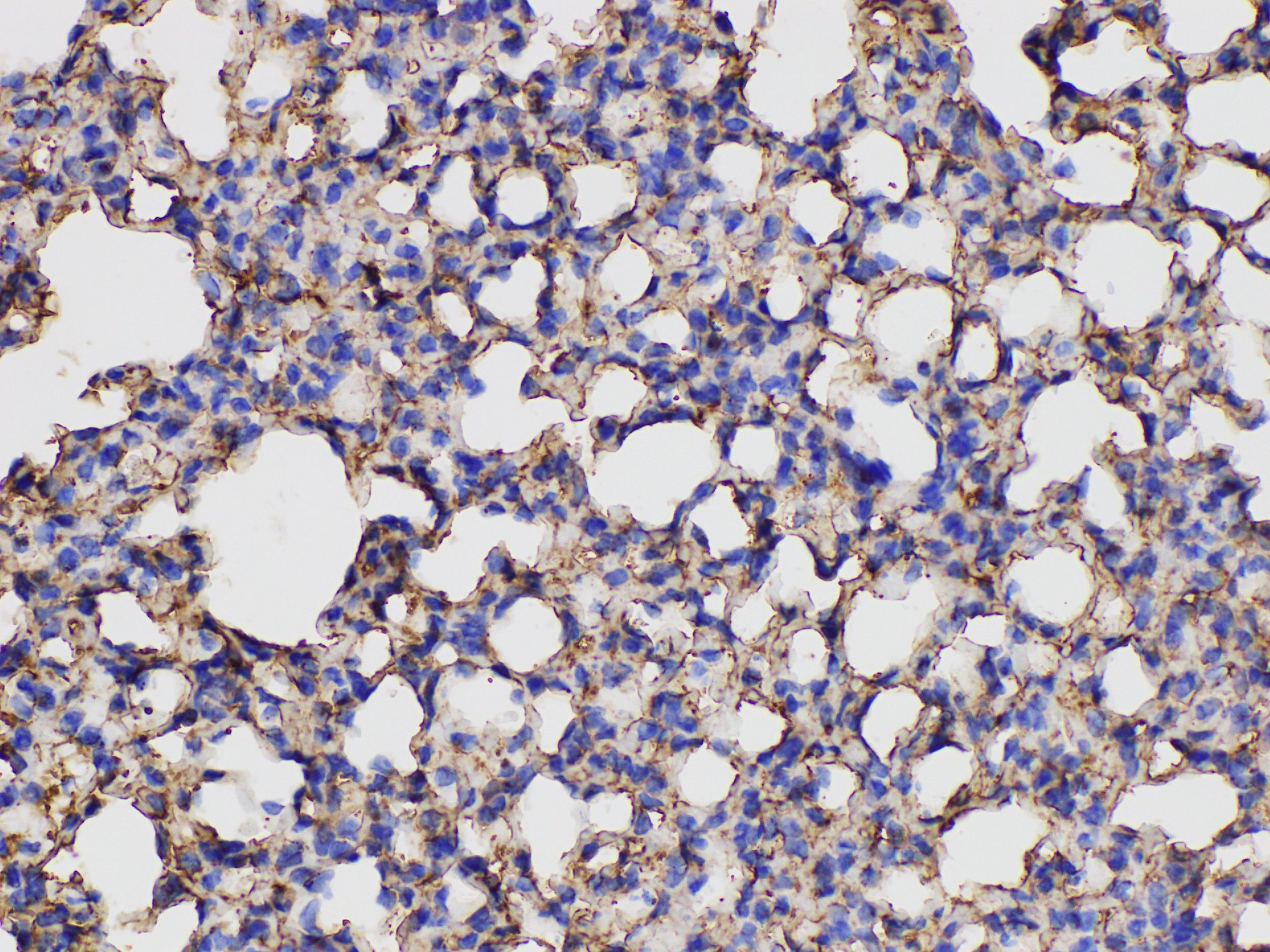 Immunohistochemistry of paraffin-embedded Mouse lung using ANXA5 Polycloanl Antibody at dilution of 1:150