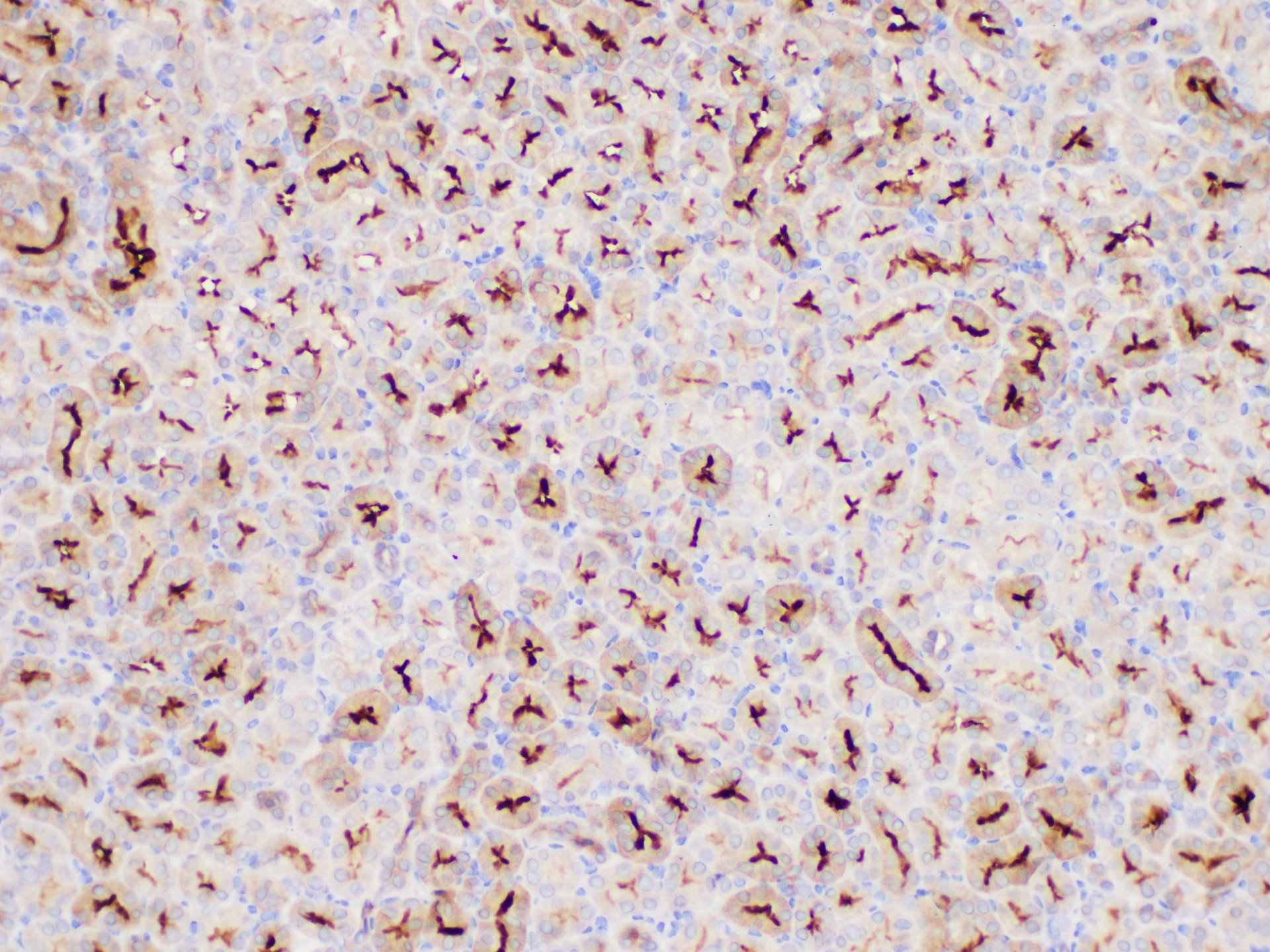 Immunohistochemistry of paraffin-embedded Mouse kidney using MIF Polycloanl Antibody at dilution of 1:50
