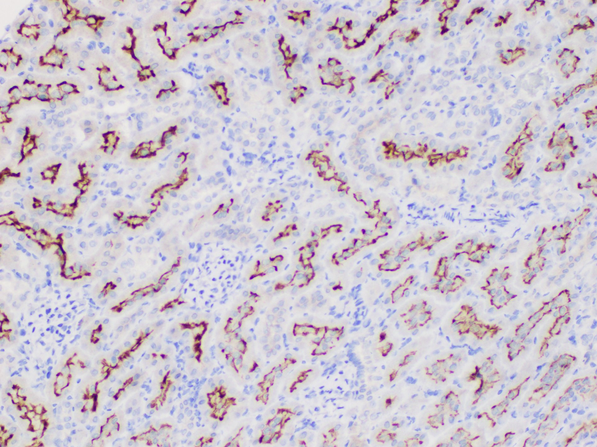 Immunohistochemistry of paraffin-embedded Rat kidney using MIF Polycloanl Antibody at dilution of 1:50