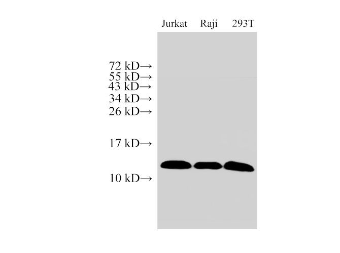 Western Blot analysis of Jurkat, Raji and 293T cells using MIF Polyclonal Antibody at dilution of 1:1000