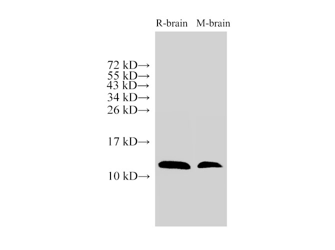 Western Blot analysis of Rat brain and Mouse brain using MIF Polyclonal Antibody at dilution of 1:500