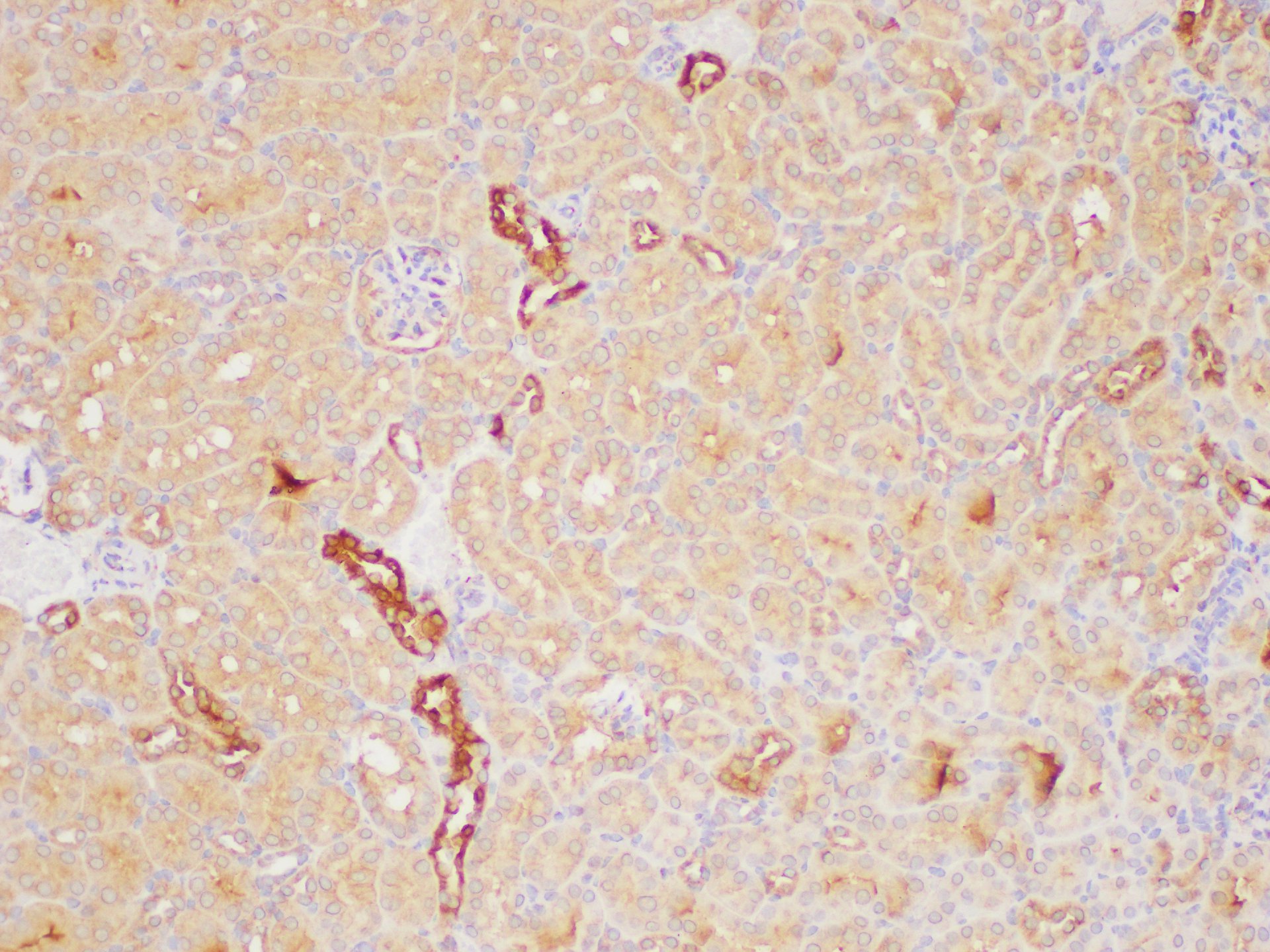 Immunohistochemistry of paraffin-embedded Mouse kidney using PAIP1 Polycloanl Antibody at dilution of 1:200