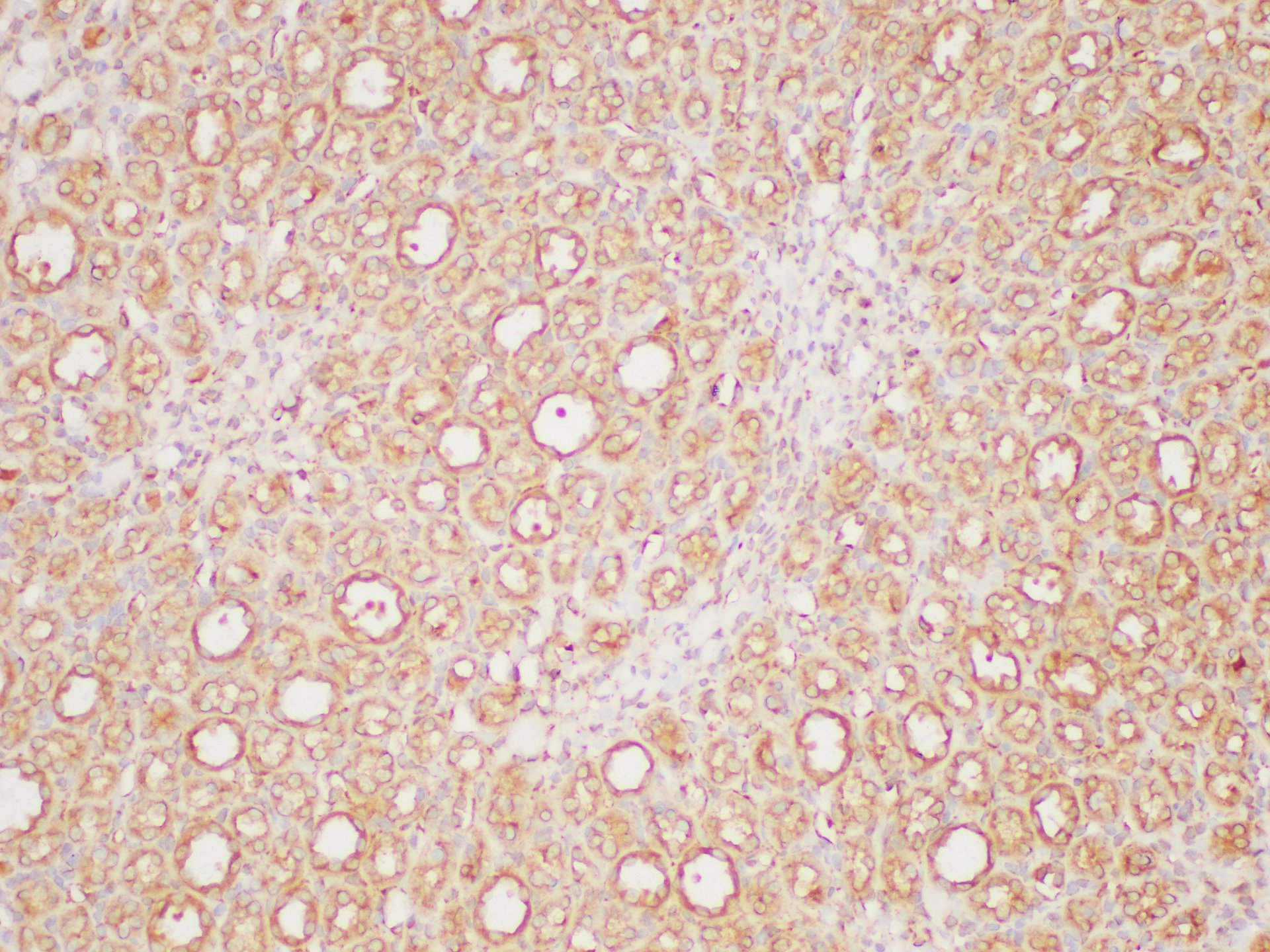 Immunohistochemistry of paraffin-embedded Rat kidney using PAIP1 Polycloanl Antibody at dilution of 1:200