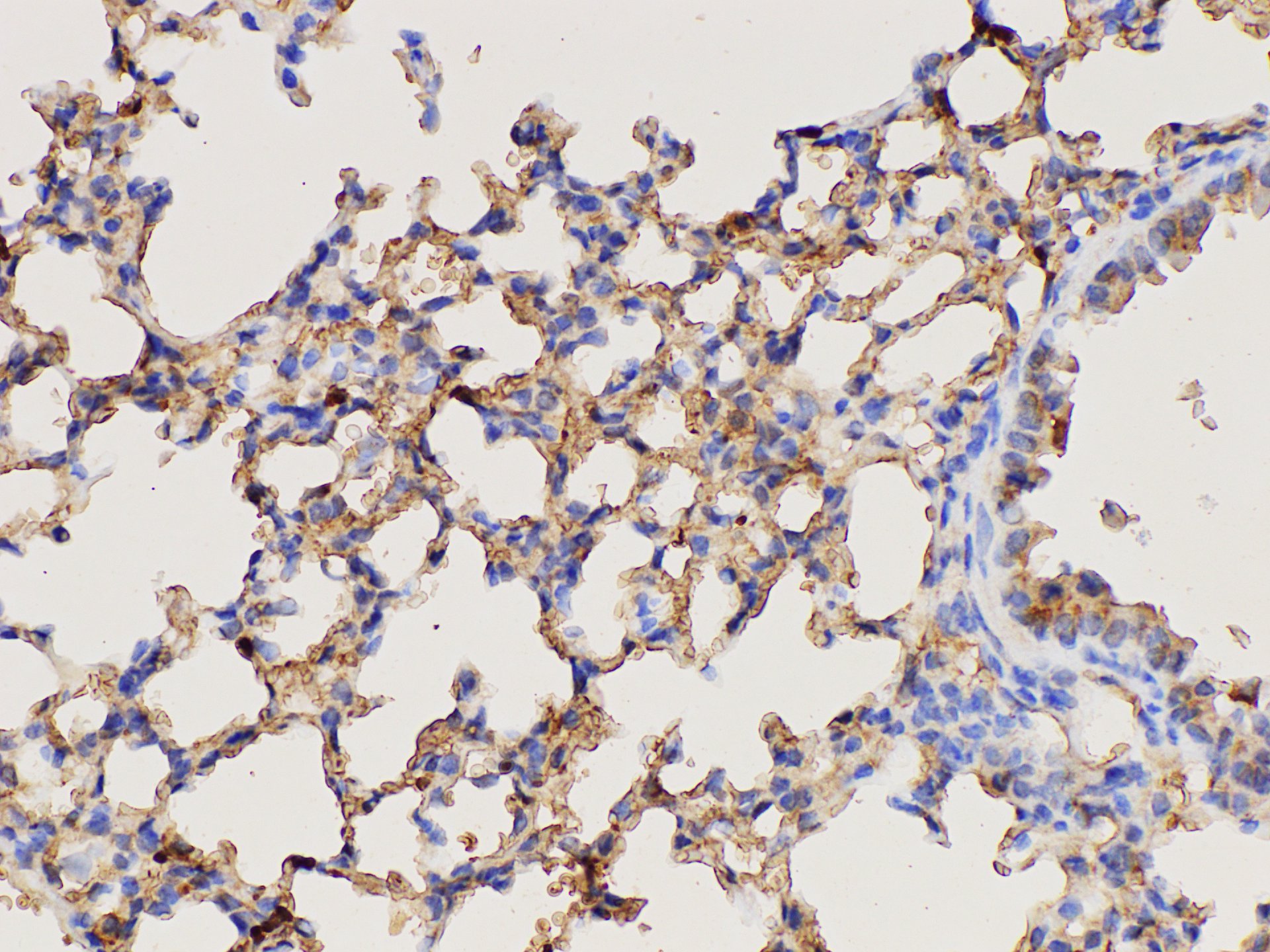 Immunohistochemistry of paraffin-embedded Mouse lung using DMBT1 Polycloanl Antibody at dilution of 1:300