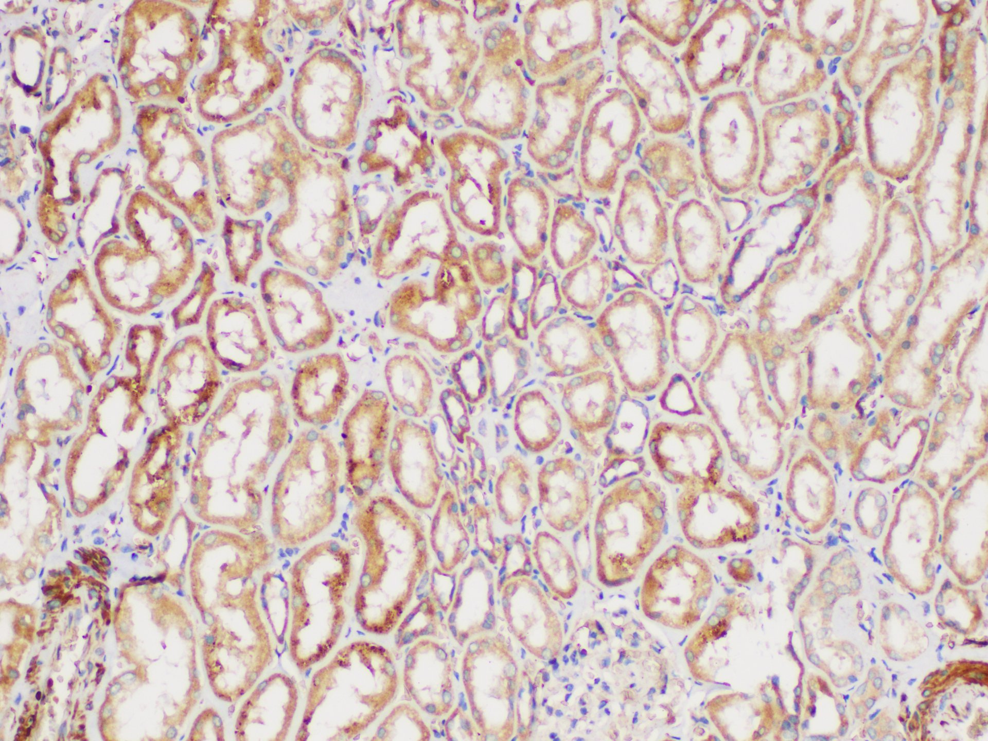 Immunohistochemistry of paraffin-embedded Human kidney using GPC1 Polycloanl Antibody at dilution of 1:300