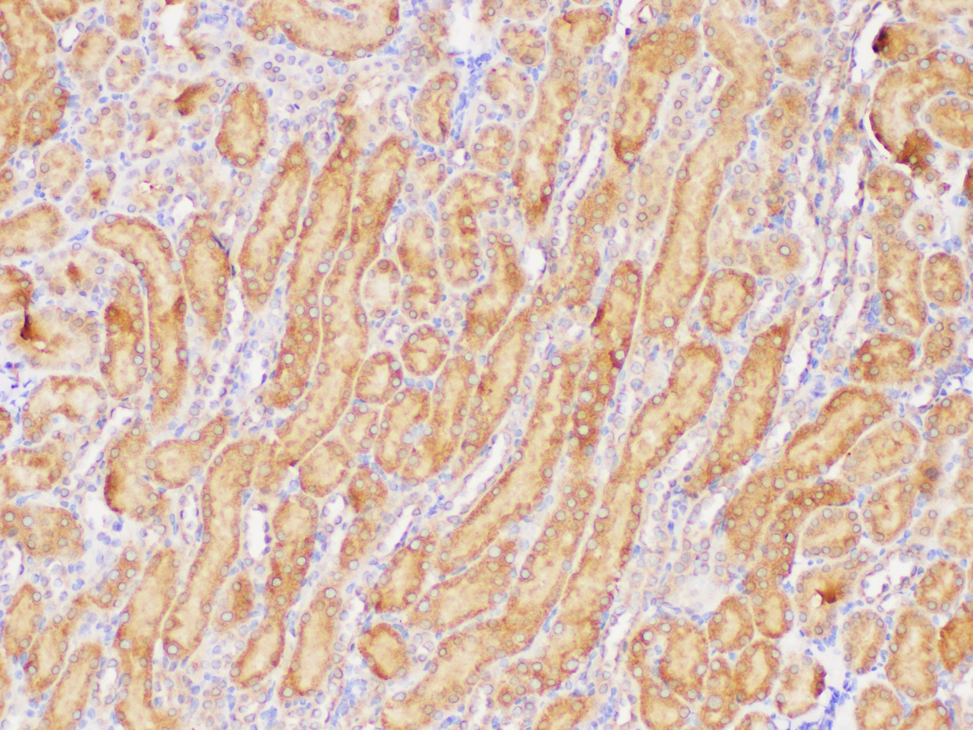 Immunohistochemistry of paraffin-embedded Mouse kidney using GPC1 Polycloanl Antibody at dilution of 1:300