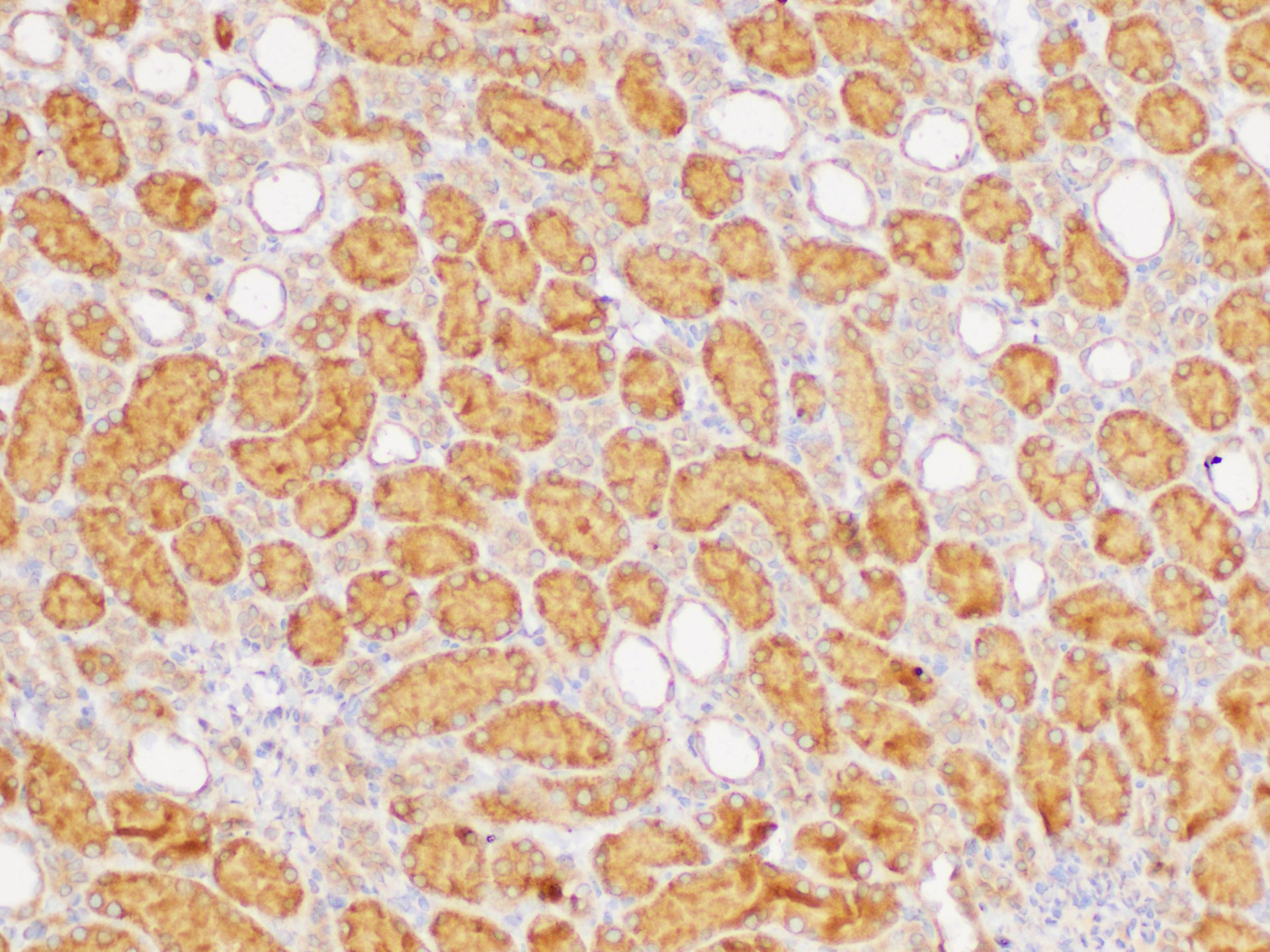 Immunohistochemistry of paraffin-embedded Rat kidney using GPC1 Polycloanl Antibody at dilution of 1:300