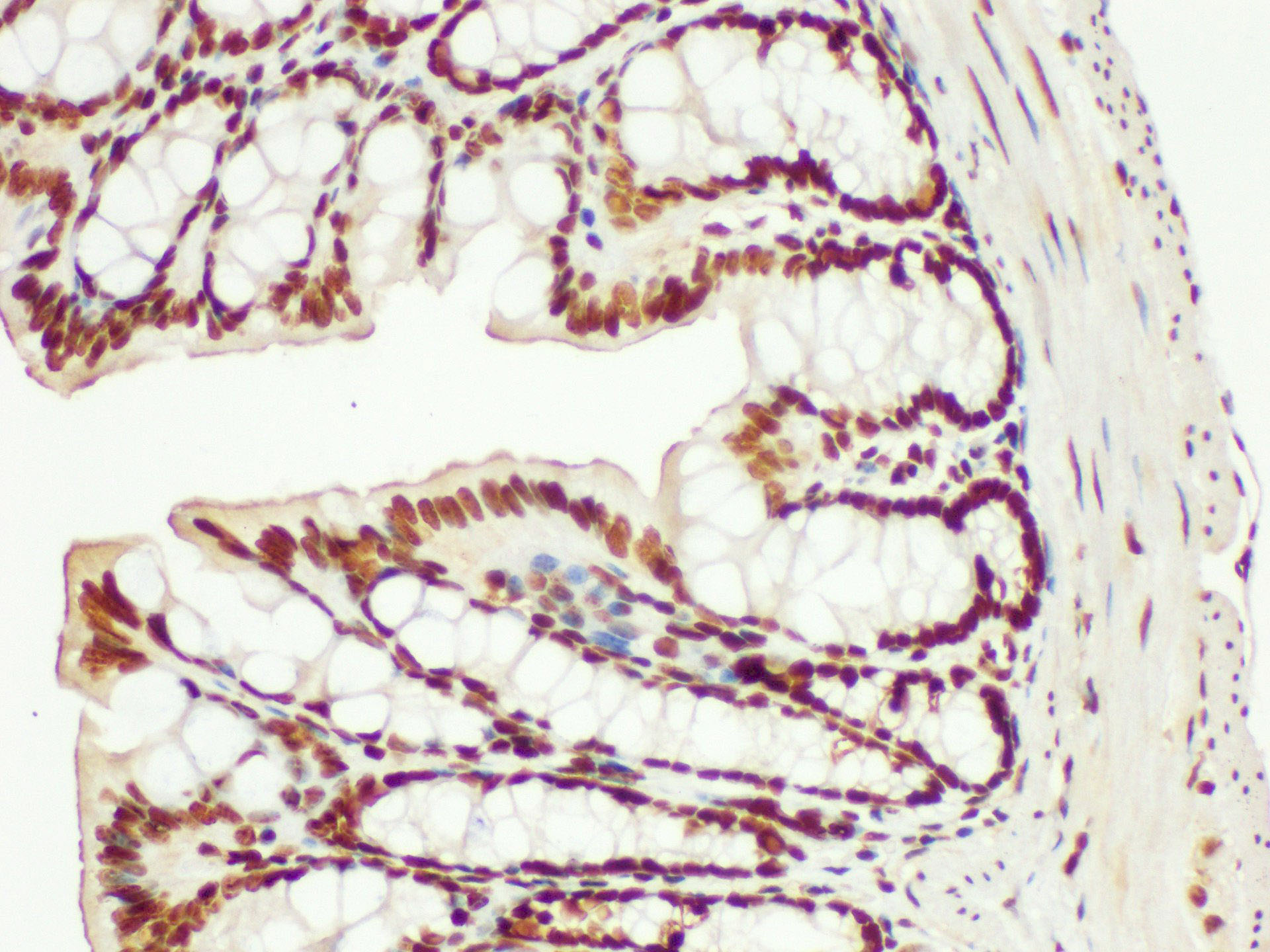 Immunohistochemistry of paraffin-embedded Mouse colon using NPM1 Polycloanl Antibody at dilution of 1:200.