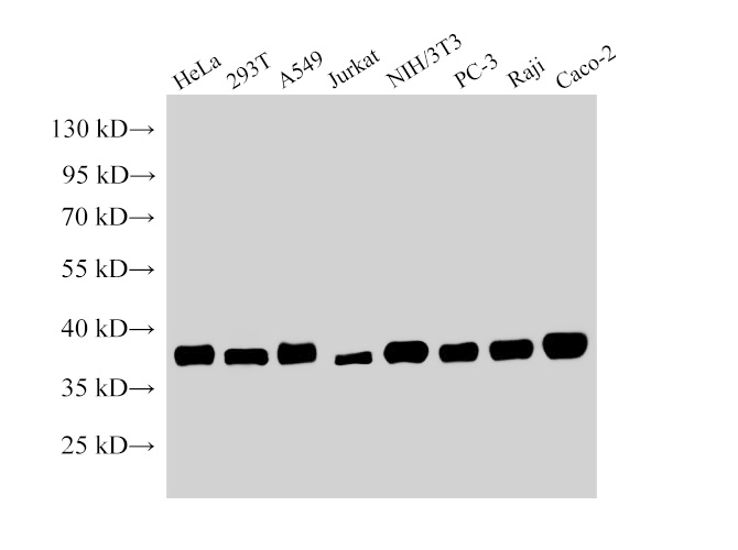 Western Blot analysis of 1)Hela, 2)293T, 3)A549, 4)Jurkat, 5)NIH/3T3, 6)PC-3, 7)Raji, 8)Caco-2 using NPM1 Polyclonal Antibody at dilution of 1:15000