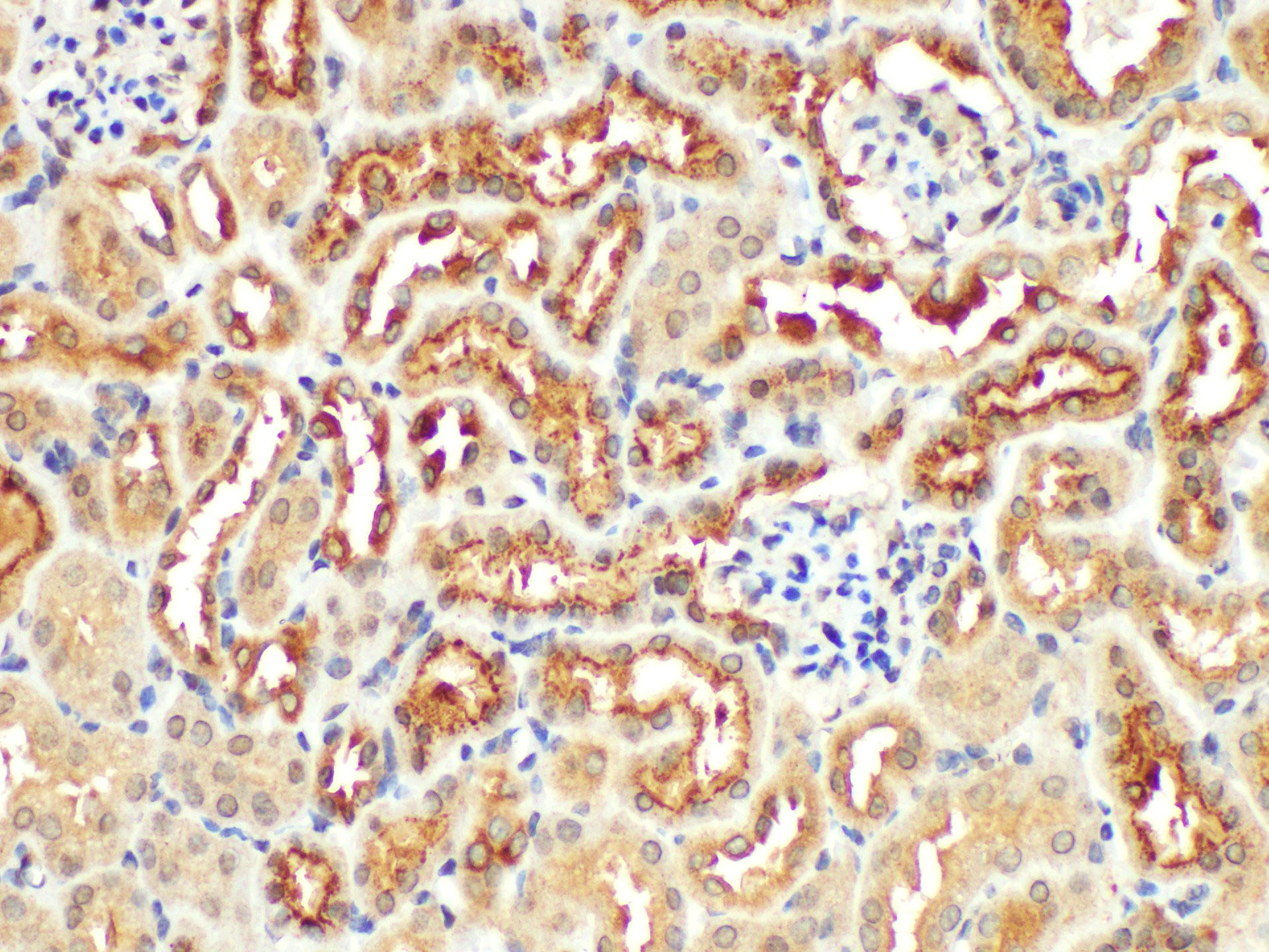Immunohistochemistry of paraffin-embedded Mouse kidney using Angiotensinogen Polycloanl Antibody at dilution of 1:200.