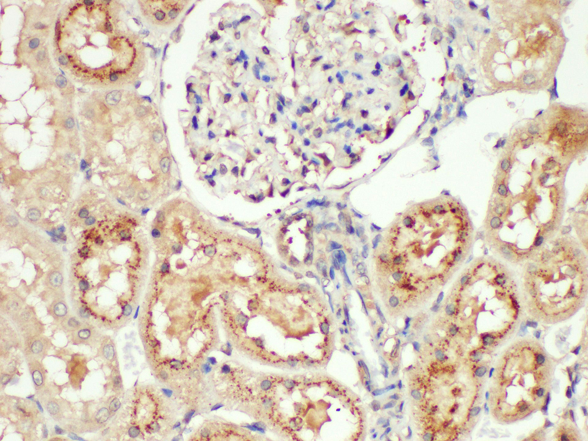 Immunohistochemistry of paraffin-embedded Rat kidney using Angiotensinogen Polycloanl Antibody at dilution of 1:200.
