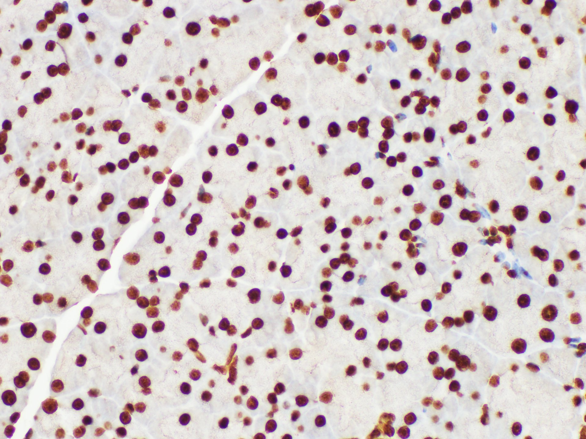 Immunohistochemistry of paraffin-embedded Mouse pancreas using Histone H3 Polycloanl Antibody at dilution of 1:200.