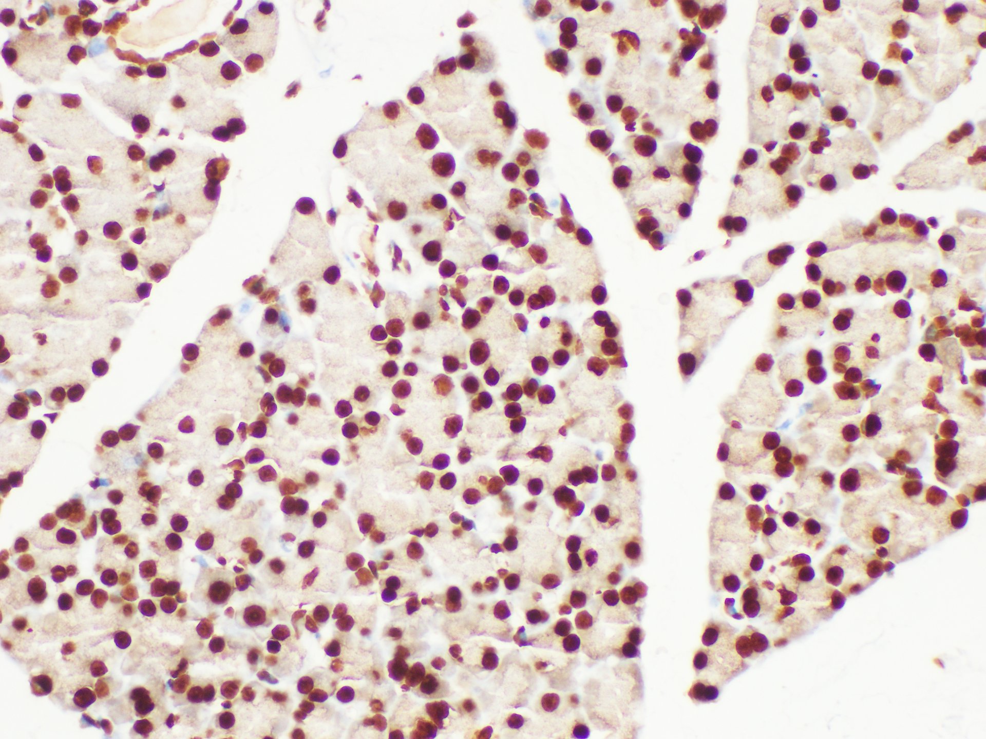 Immunohistochemistry of paraffin-embedded Rat pancreas using Histone H3 Polycloanl Antibody at dilution of 1:200.