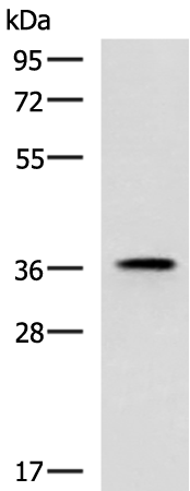 Western blot analysis of Mouse adrenal gland tissue lysate  using USP50 Polyclonal Antibody at dilution of 1:400