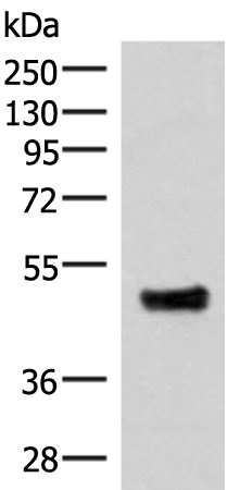 Western blot analysis of Mouse lung tissue lysate  using IRX5 Polyclonal Antibody at dilution of 1:300