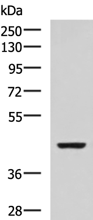 Western blot analysis of SP20 cell lysate  using ISL2 Polyclonal Antibody at dilution of 1:800