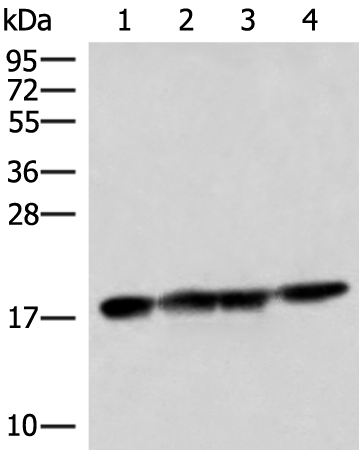 Western blot analysis of 293T HepG2 and Mouse liver tissue lysates  using PEMT Polyclonal Antibody at dilution of 1:800