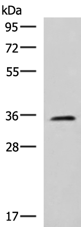 Western blot analysis of K562 cell lysate  using JAM3 Polyclonal Antibody at dilution of 1:1000