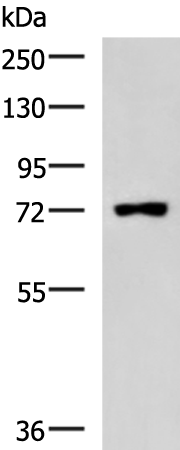 Western blot analysis of Raji cell lysate  using PUM3 Polyclonal Antibody at dilution of 1:800